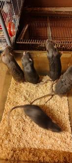 Deze lieve rittens zoeken nog een thuis, Dieren en Toebehoren, Knaagdieren, Rat, Mannelijk, Tam, September