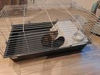 Guinea pigs, cavias cage, Ophalen, 75 tot 110 cm, Kooi, Minder dan 60 cm