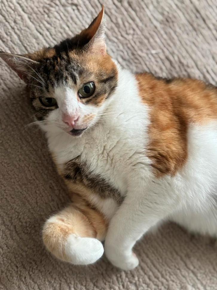 9 jarige kat pamuk, Dieren en Toebehoren, Katten en Kittens | Dekkaters, 0 tot 2 jaar