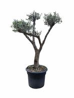 Olijfboom Pon Pon 200cm/P55, Verzenden, Overige soorten, Volle zon