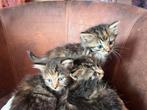 Lieve kittens zoeken een huisje, Dieren en Toebehoren, Katten en Kittens | Overige Katten, Meerdere dieren