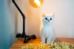 Britse korthaar kitten - NS11 - Kater, Dieren en Toebehoren, Katten en Kittens | Raskatten | Korthaar, Kater, Gechipt, 0 tot 2 jaar