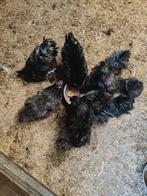 Zijdehoen kriel, sommige x chocin kriel, Dieren en Toebehoren, Pluimvee, Meerdere dieren, Kip