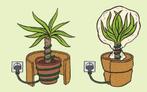 Winterbescherming voor palmbomen/olijfbomen, Tuin en Terras, Planten | Tuinplanten, Winter, Ophalen
