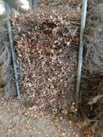 Laatste kans Fagus sylvatica Gewone beuk restanten koelcel, Overige soorten, Vaste plant, Ophalen of Verzenden, Halfschaduw