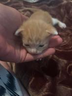 Hele lieve schattige kittens voor adoptie, Dieren en Toebehoren, Katten en Kittens | Overige Katten, Meerdere dieren, Kortharig