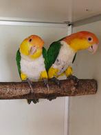 Hele mooie forse koppel roestkop caique, Meerdere dieren, Papegaai