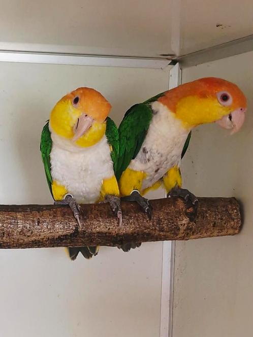 Hele mooie forse koppel roestkop caique, Dieren en Toebehoren, Vogels | Parkieten en Papegaaien, Papegaai, Meerdere dieren
