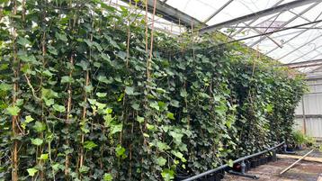 Hadera Hibernica klimop 175/200 t/m 250/300 cm vanaf €4,99 beschikbaar voor biedingen