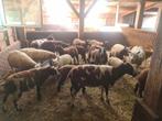 Schapen met lammeren, Dieren en Toebehoren, Meerdere dieren, Schaap