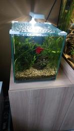 Aqualantis aquarium inclusief kempvis, Dieren en Toebehoren, Vissen | Aquaria en Toebehoren, Ophalen, Zo goed als nieuw, Gevuld zoetwateraquarium