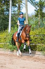Gezocht stalling voor training/verkooppaarden, Weidegang, 4 paarden of pony's of meer