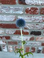 Almere: Kogeldistel Echinops Taplow Blue, Volle zon, Vaste plant, Zomer, Ophalen