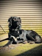 Pim is al in Nederland, Dieren en Toebehoren, Honden | Retrievers, Spaniëls en Waterhonden, Particulier, Rabiës (hondsdolheid)