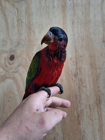 Tamme purperbuik lori.  beschikbaar voor biedingen