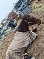 Ik zoek een verzorgpony, Dieren en Toebehoren, Ophalen of Verzenden