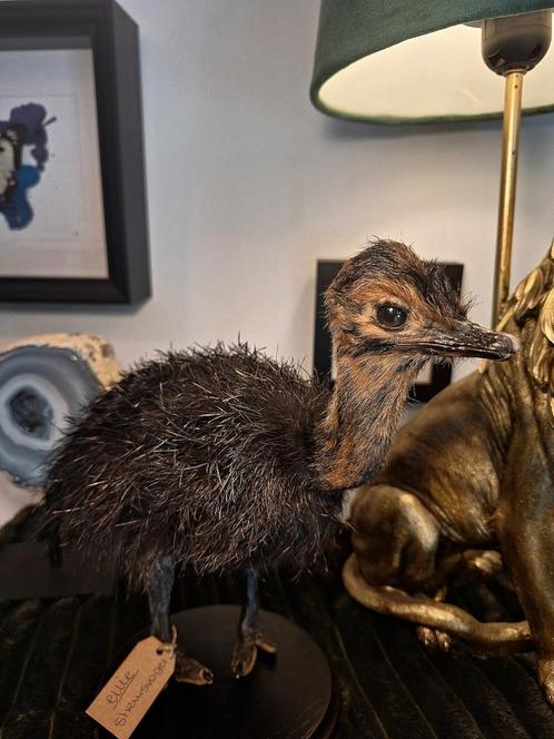 Struisvogelkuiken zwart, Verzamelen, Dierenverzamelingen, Nieuw, Opgezet dier, Vogel, Ophalen of Verzenden