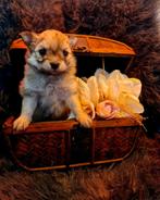 Pomeriaan x pomchi pups, Dieren en Toebehoren, Honden | Chihuahua's en Gezelschapshonden, 8 tot 15 weken, CDV (hondenziekte), Meerdere