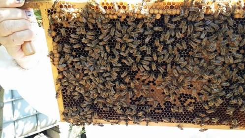 Carnica F1 bijen, Dieren en Toebehoren, Insecten en Spinnen, Bijen