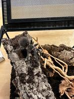 Lasiodora Parahybana (zalmroze vogelspin), Spin of Schorpioen