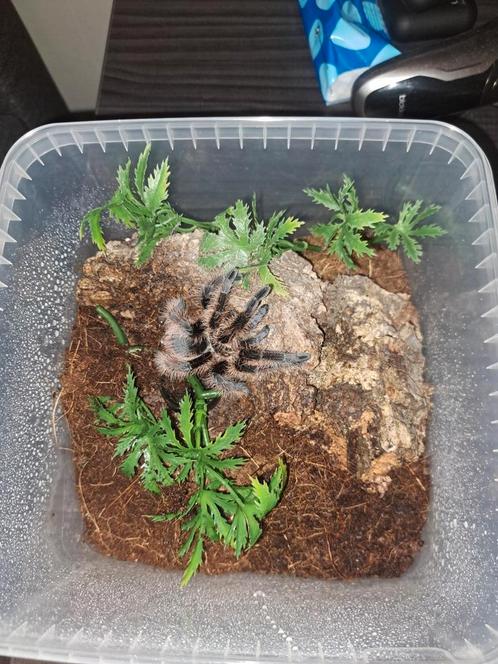 Krulhaarvogelspin adult, Dieren en Toebehoren, Insecten en Spinnen, Spin of Schorpioen