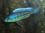 Nieuw binnen!!! Koppels Protomelas Marginatus!!!, Vis, Zoetwatervis