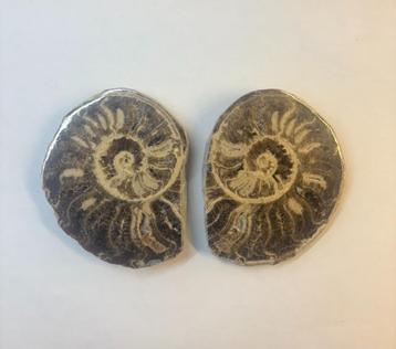 Ammoniet fossiel (6) beschikbaar voor biedingen