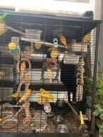 Vogels kanarie, Ophalen of Verzenden, Hout, Vogelkooi