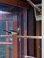 Koppel bichenow, Dieren en Toebehoren, Vogels | Overige Vogels