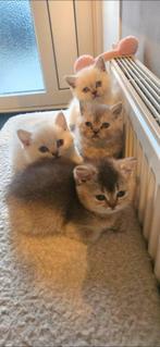 Prachtige Raskittens te Koop !, Dieren en Toebehoren, Katten en Kittens | Raskatten | Korthaar, Meerdere dieren
