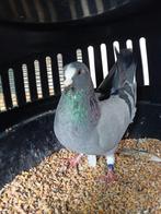 Doffer ( sierduif), Dieren en Toebehoren, Mannelijk