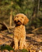 Rode (kleine) middenslag poedel dekreu met stamboom, Dieren en Toebehoren, Honden | Dekreuen, Rabiës (hondsdolheid), Reu, 1 tot 2 jaar