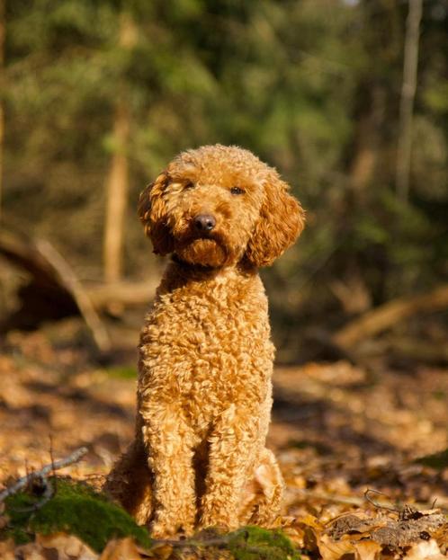 Rode (kleine) middenslag poedel dekreu met stamboom, Dieren en Toebehoren, Honden | Dekreuen, Reu, Particulier, Eén hond, Nederland