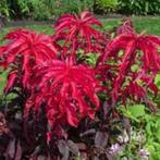 Amaranthus bi color Molten Fire zaden, Ophalen of Verzenden, Voorjaar, Volle zon, Zaad