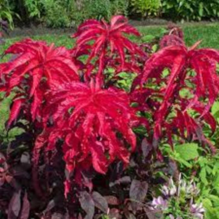 Amaranthus bi color Molten Fire zaden, Tuin en Terras, Bloembollen en Zaden, Zaad, Voorjaar, Volle zon, Ophalen of Verzenden