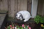 Lief Mannetjes konijn, Dieren en Toebehoren, Mannelijk