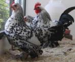 SABELPOOT KRIELKIPPEN., Dieren en Toebehoren, Pluimvee, Vrouwelijk, Kip