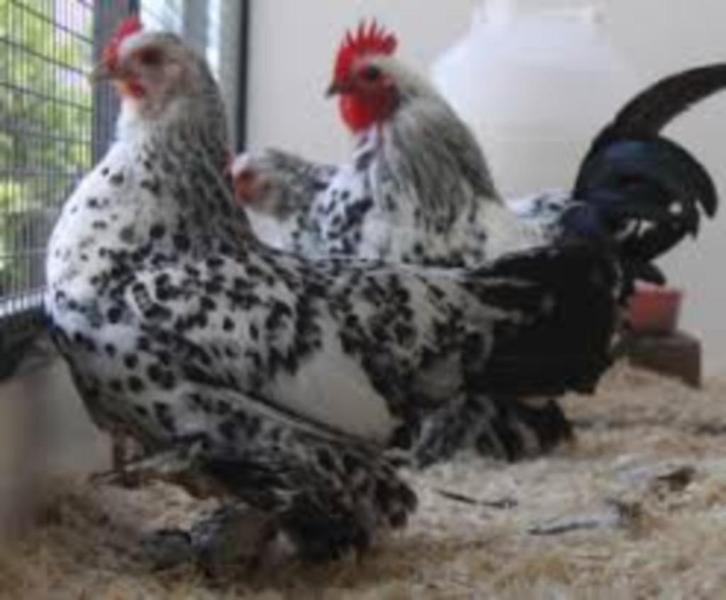 SABELPOOT KRIELKIPPEN., Dieren en Toebehoren, Pluimvee, Kip, Vrouwelijk