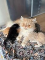 Kittens Maincoon x pers, Dieren en Toebehoren, Katten en Kittens | Raskatten | Langhaar, Meerdere dieren, Ontwormd, 0 tot 2 jaar