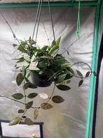 Hangende Hoya plant, Hoya Carnosa Gracilis, Huis en Inrichting, Kamerplanten, Overige soorten, In pot, Minder dan 100 cm, Groene kamerplant