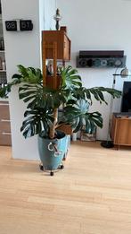 Grote monstera deliciosa in sierpot, Ophalen, Overige soorten, Halfschaduw, In pot