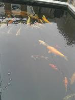 Koi.s, Dieren en Toebehoren, Karper of Koi