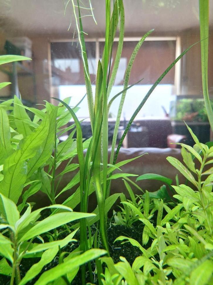 Valisneria Spiralis Red, Dieren en Toebehoren, Vissen | Aquaria en Toebehoren, Zo goed als nieuw, Plant(en), Steen of Hout, Ophalen