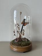 Cethosia Hypsea + Cyrestis Thyodamas vlinders, Antiek en Kunst, Ophalen