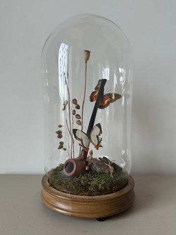 Cethosia Hypsea + Cyrestis Thyodamas vlinders beschikbaar voor biedingen