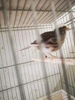 Kanaries fife fancy en harlekijn., Dieren en Toebehoren, Vogels | Kanaries, Meerdere dieren, Postuurkanarie