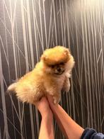 Pomeriaan/dwergkees puppies, Dieren en Toebehoren, Oktober, Meerdere dieren