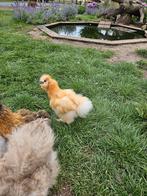 Jonge zijdehoen haantjes, Dieren en Toebehoren, Mannelijk, Kip