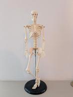 Menselijk skelet, Ophalen of Verzenden, Zo goed als nieuw, Pop, Levensecht of Reborn