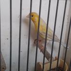 Kanarie, Dieren en Toebehoren, Mannelijk, Kleurkanarie